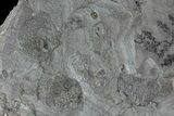 Pennsylvanian Fossil Plant & Bivalve Plate - Kinney Quarry, NM #80515-4
